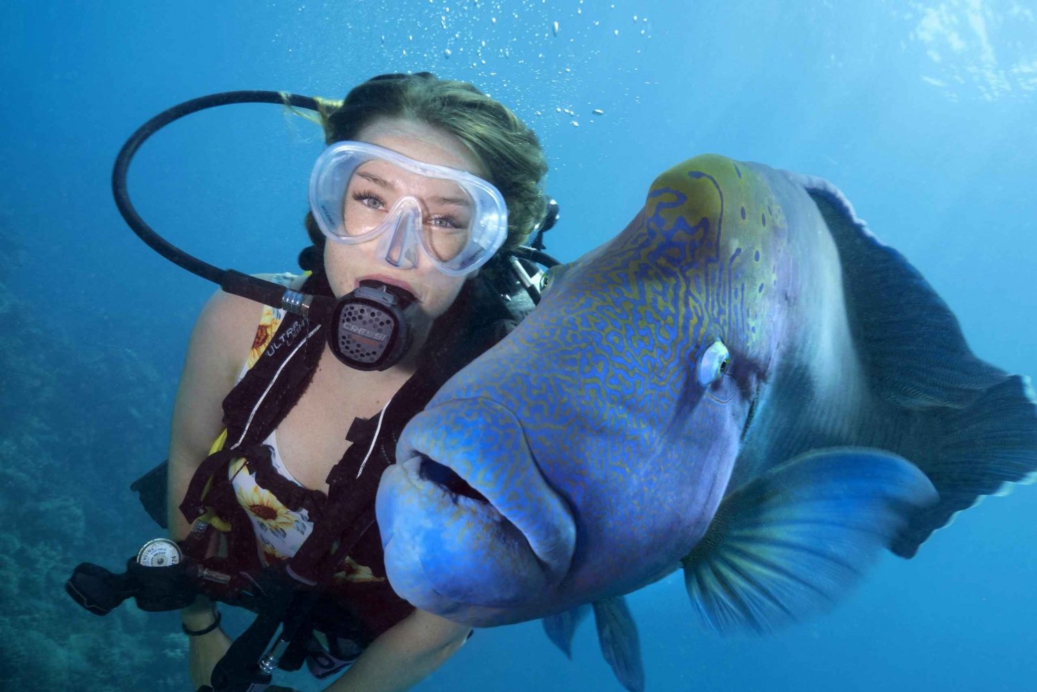Cairns: Great Barrier Reef Snorkeling or Dive Tour and Lunch