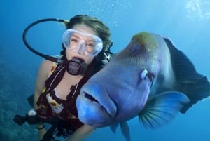 From Cairns: Premium Great Barrier Reef Snorkeling & Diving