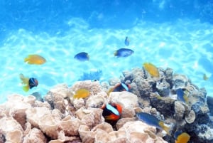 Cairns: Ocean Spirit Great Barrier Reef Full Day Tour