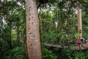 From Cairns: Self-Guided Kuranda Trip with Train and Skyrail