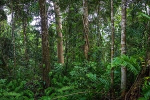 From Cairns: Self-Guided Kuranda Trip with Train and Skyrail