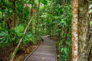 From Daintree National Park Day Trip and Night Tour