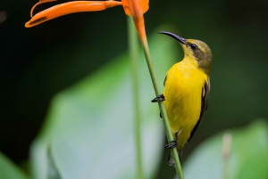From Daintree National Park Private Tour