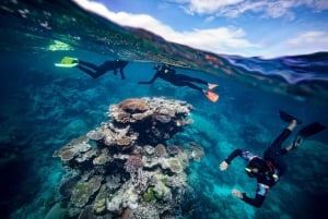 Cairns: Snorkelcruise på Great Barrier Reef med lunsj