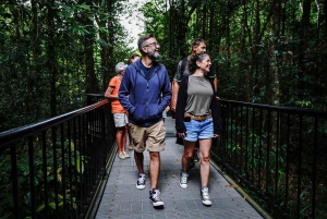 Port Douglas: Daintree-tur på eftermiddagen med guidad kryssning