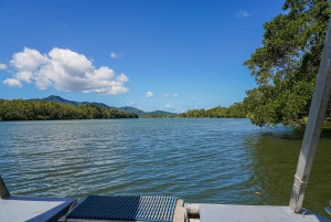 Port Douglas: Daintree-tur på eftermiddagen med guidad kryssning