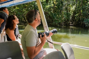 Port Douglas: Daintree-tur på eftermiddagen med guidad kryssning