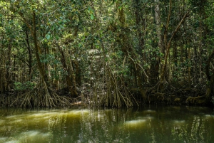 Port Douglas: Daintree-tur på eftermiddagen med guidad kryssning