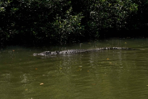 Port Douglas: Daintree-tur på eftermiddagen med guidad kryssning