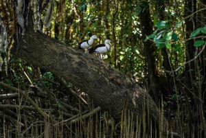 Port Douglas: Daintree-tur på eftermiddagen med guidad kryssning