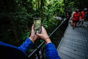 Port Douglas: Daintree-tur på eftermiddagen med guidad kryssning