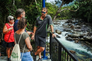 Port Douglas: Daintree-tur på eftermiddagen med guidad kryssning