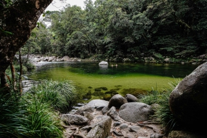 Port Douglas: Daintree-tur på eftermiddagen med guidad kryssning