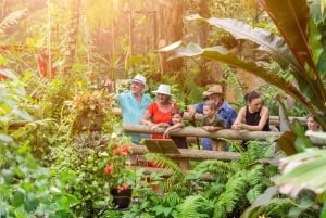 Port Douglasista: Kuranda Scenic Railin tai Skyrail-vaihtoehdon kautta.