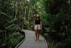 Port Douglas: Daintree, Mossman Gorge & Cape Tribulation