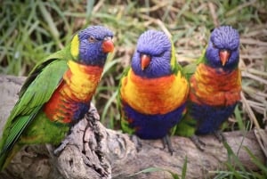 From Port Douglas & Wildlife Habitat Full Day Tour
