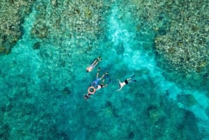Cairns: Great Barrier Reef snorkel- eller dykkertur og frokost