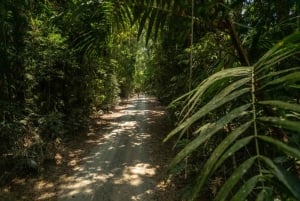 Heldagstur i regnskogen på sykkel til Port Douglas (MTB)