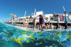Cairns: Great Barrier Reef and Fitzroy Island Boat Tour