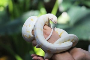 Kuranda, Cairns & Port Douglas multipark-pakke