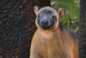 Kuranda, Cairns & Port Douglas multipark-pakke