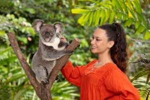 Kuranda: Friends in the Rainforest Koala Gardens & Birdworld
