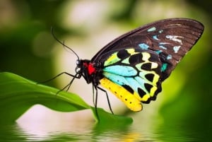 Kuranda; Rainforest, Butterflies, Boat Cruise & Aboriginals