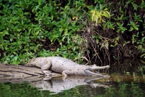 Kuranda Riverboat Tour