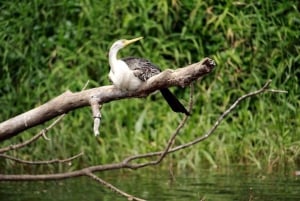 Kuranda Riverboat Tour