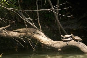 Kuranda Riverboat Tour