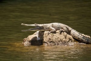 Kuranda Riverboat Tour