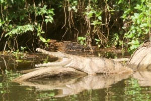 Kuranda Riverboat Tour