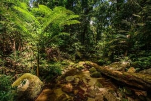 Gorge de Mossman, forêt tropicale de Daintree + pêche aborigène