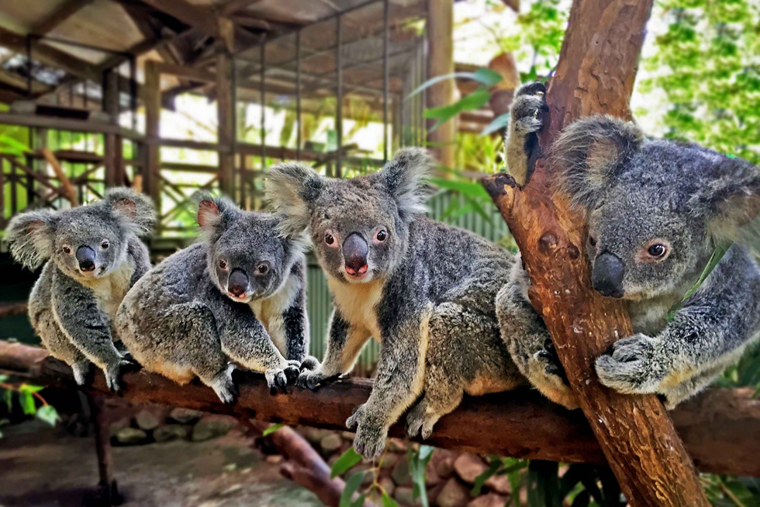 Cairns: Best of the Kuranda Rainforest Full-Day Tour & Lunch