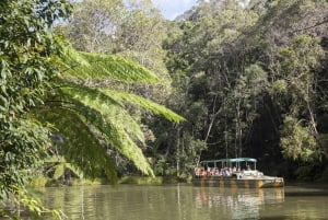 Cairns: Heldagstur og lunsj i det beste av Kuranda-regnskogen