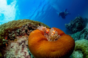 Cairns: Great Barrier Reef Cruise & Scenic Helicopter Flight