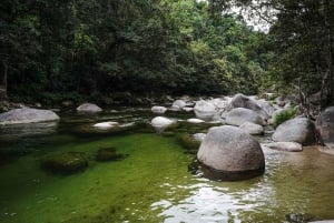 Port Douglas: Morning Daintree Tour w/ Wildlife Cruise