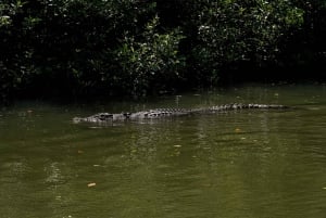 Port Douglas: Morning Daintree Tour w/ Wildlife Cruise