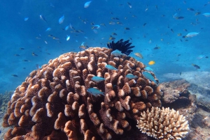 Cairns: Outer Reef Snorkel & Dunk Island Small Group Tour