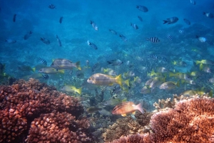 Cairns: Outer Reef Snorkel & Dunk Island Small Group Tour