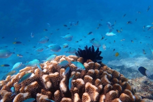 Cairns: Outer Reef Snorkel & Dunk Island Small Group Tour