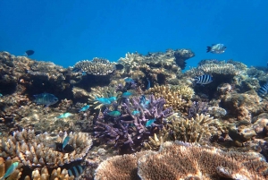 Cairns: Outer Reef Snorkel & Dunk Island Small Group Tour