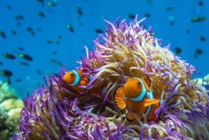 Snorkel & Dive a Secluded Great Barrier Reef Island