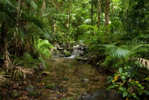 Tablelands seværdigheder og Daintree regnskov