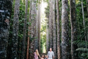 De Cairns: Viagem de 1 dia para Atherton Tablelands e Paronella Park
