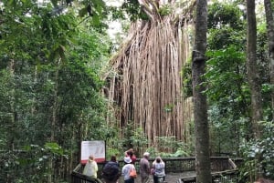 Da Cairns: Escursione di un giorno alle Tablelands di Atherton e al Parco di Paronella