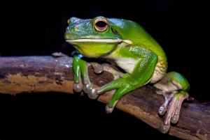 Billet combiné pour le Tombeau des Pharaons et l'Aquarium de Cairns