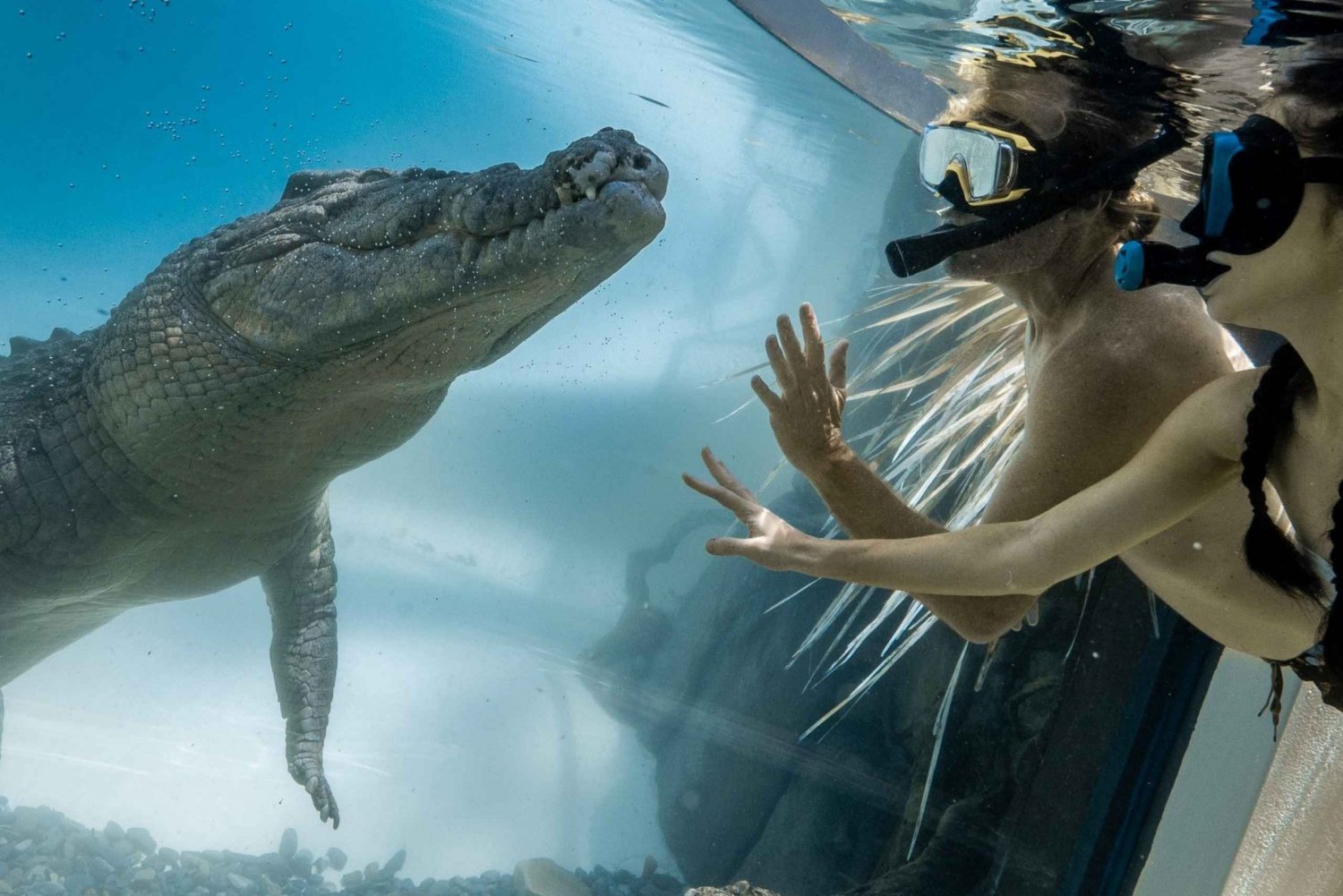 Get-up-Close-and-Personal-with-Crocodiles