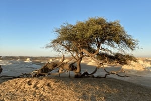Circuit et activités de 2 jours dans les déserts noirs et blancs