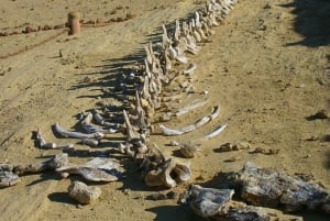 4 Days Trip to El-Fayoum, White Desert and Bahariya Oasis